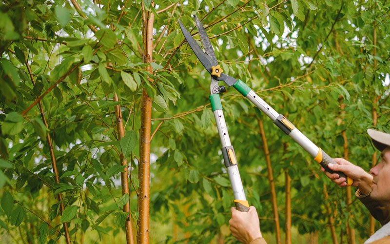 Tree trimming in Isaban, WV