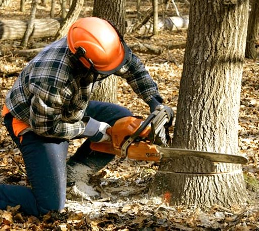 Tree Removal in Isaban, WV